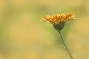festa a tema per la festa della donna - fiori